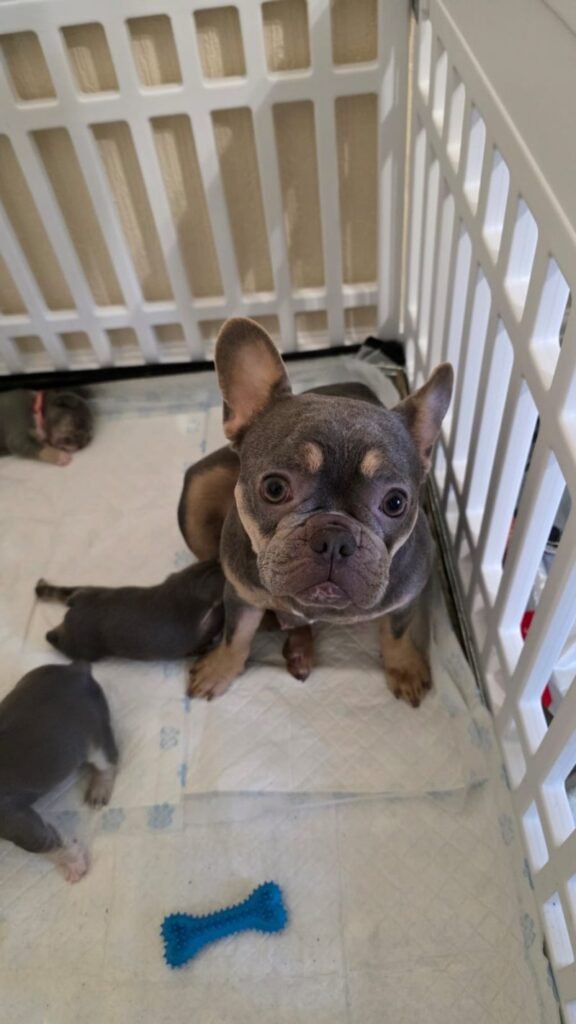 french bulldog breeder