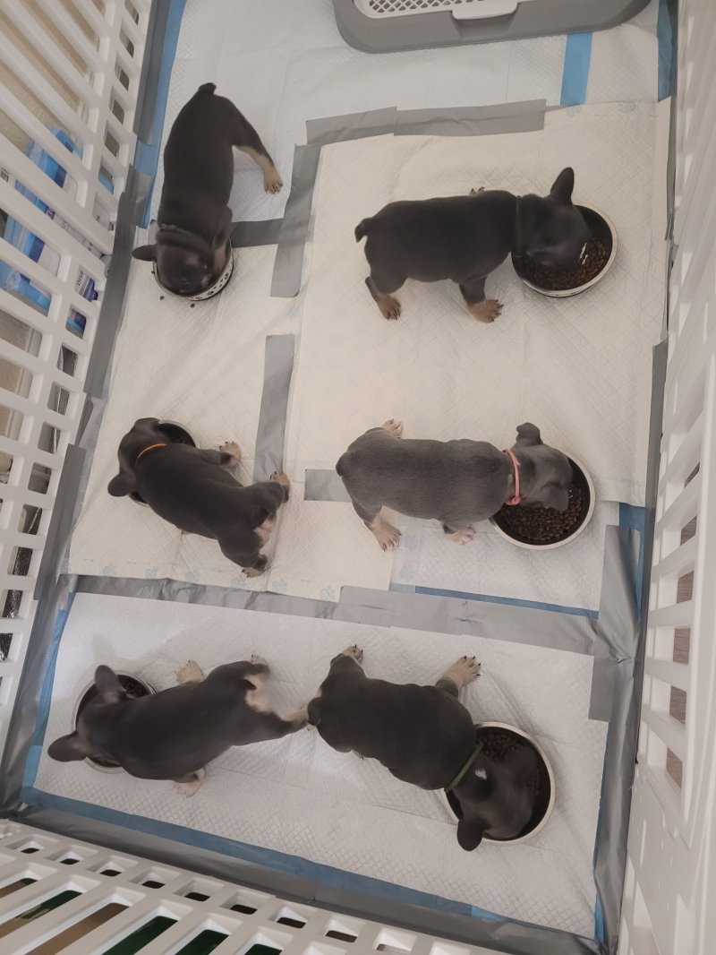 french bulldog puppies