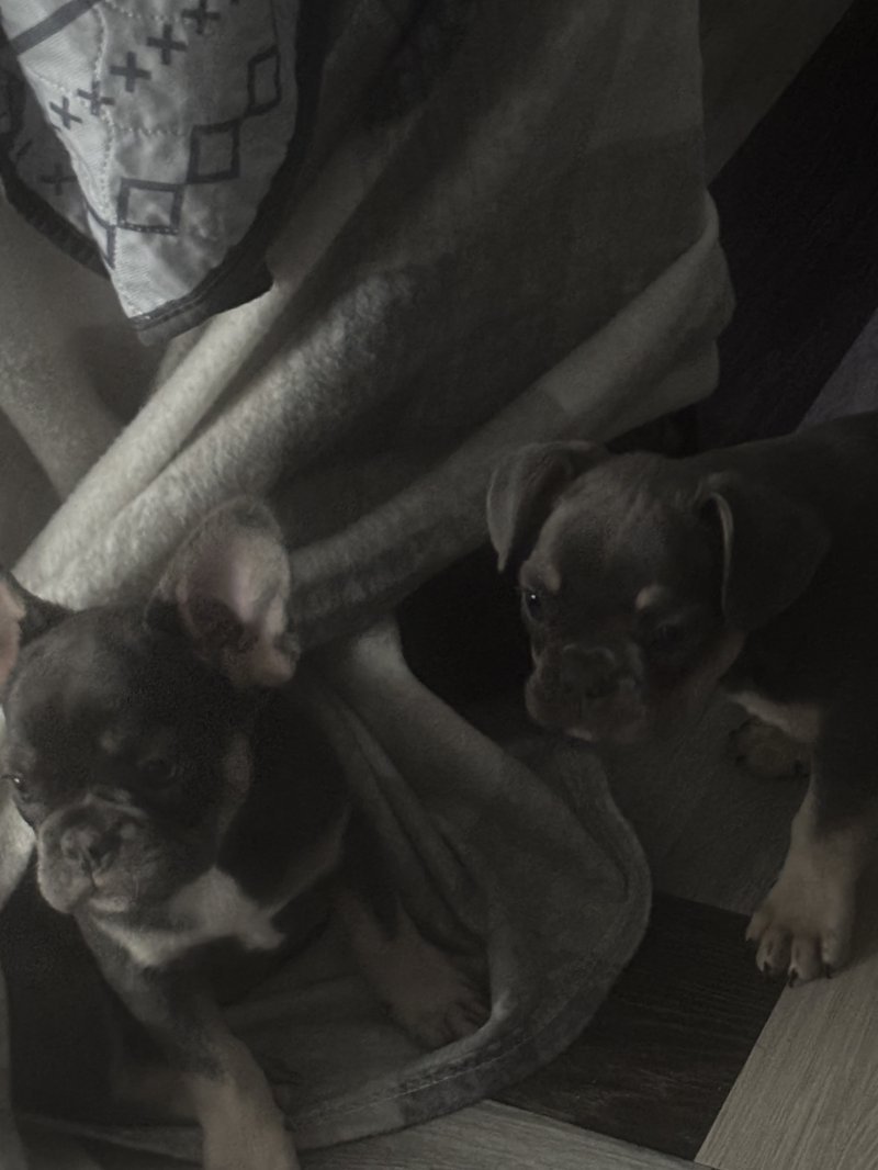 frenchies for sale essex