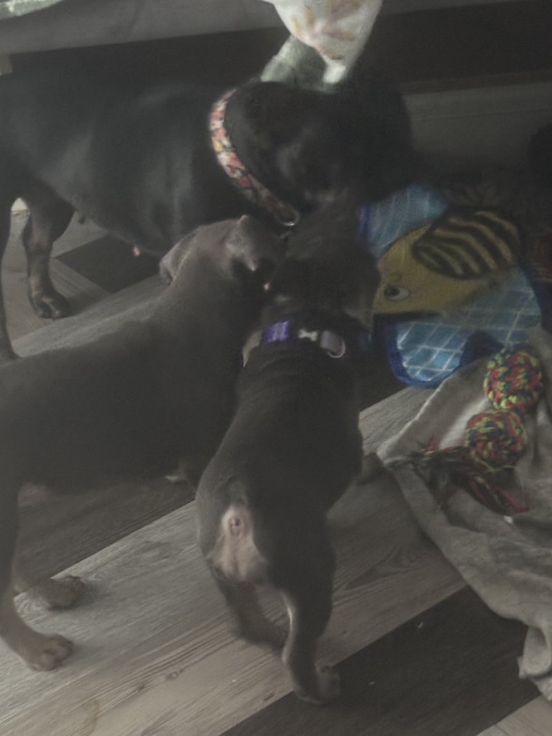 frenchies for sale essex