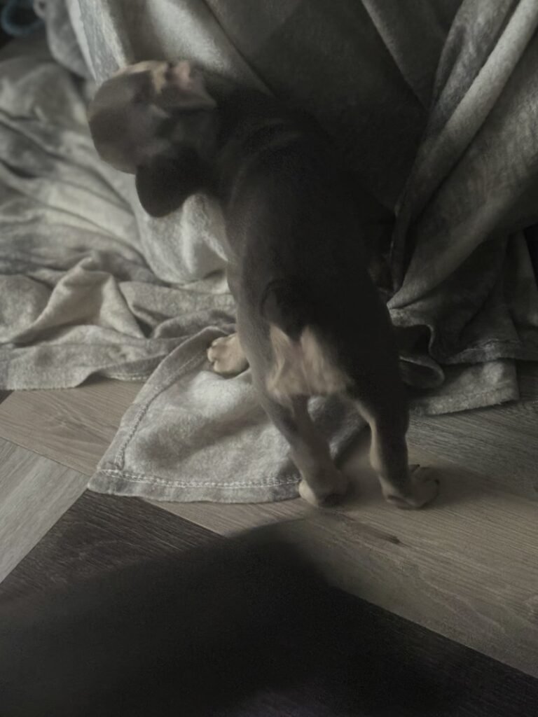 socialize frenchies for sale near me