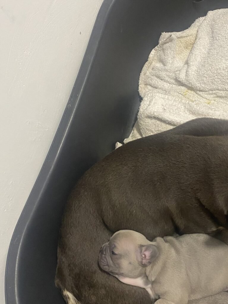 socialize frenchies for sale near me