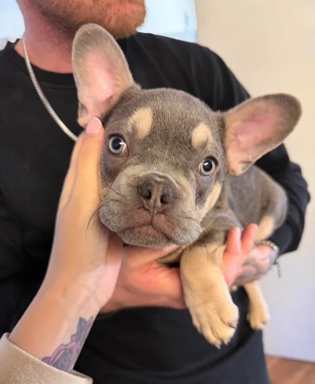 Frenchie mum and pups