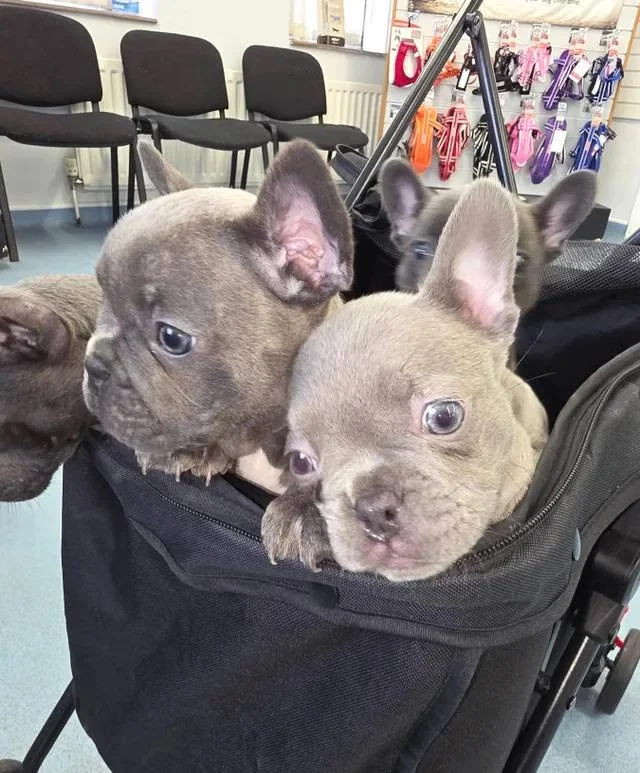 blue frenchies in the uk