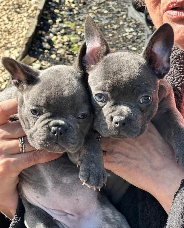blue frenchiess uk