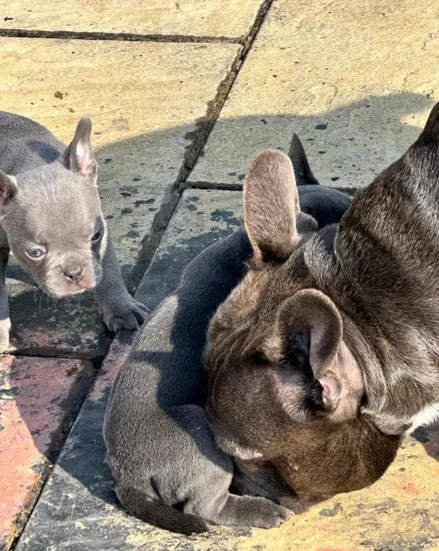 french bulldog puppies for sale