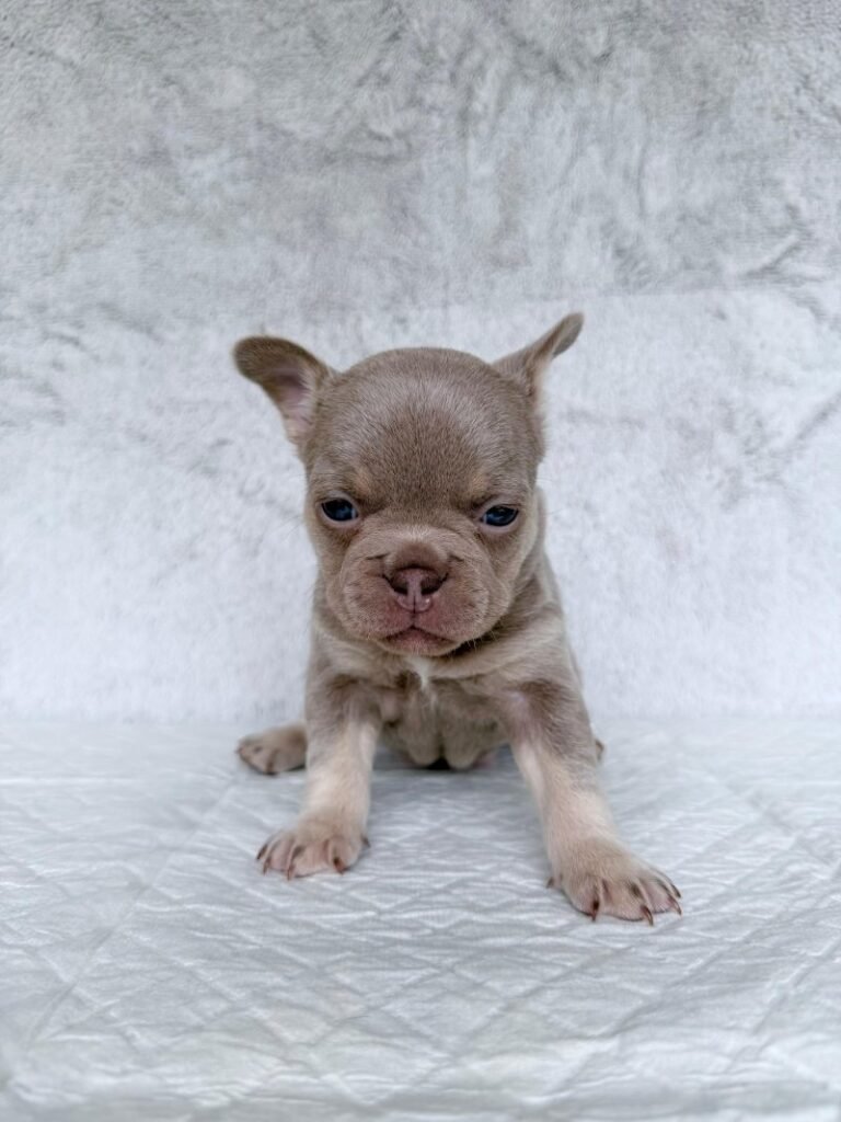 five star french bulldog puppy