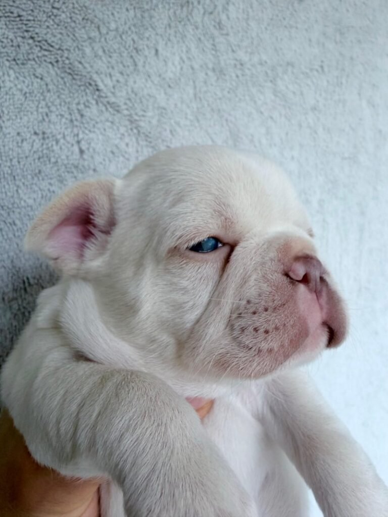 five star french bulldog puppy