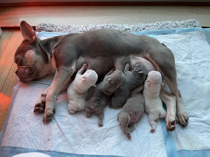 microchipped french bulldog puppies