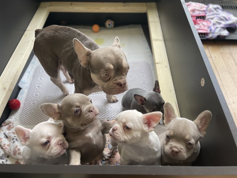microchipped french bulldog puppies