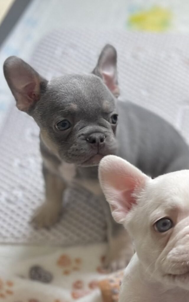 French Bulldog Puppies In The UK