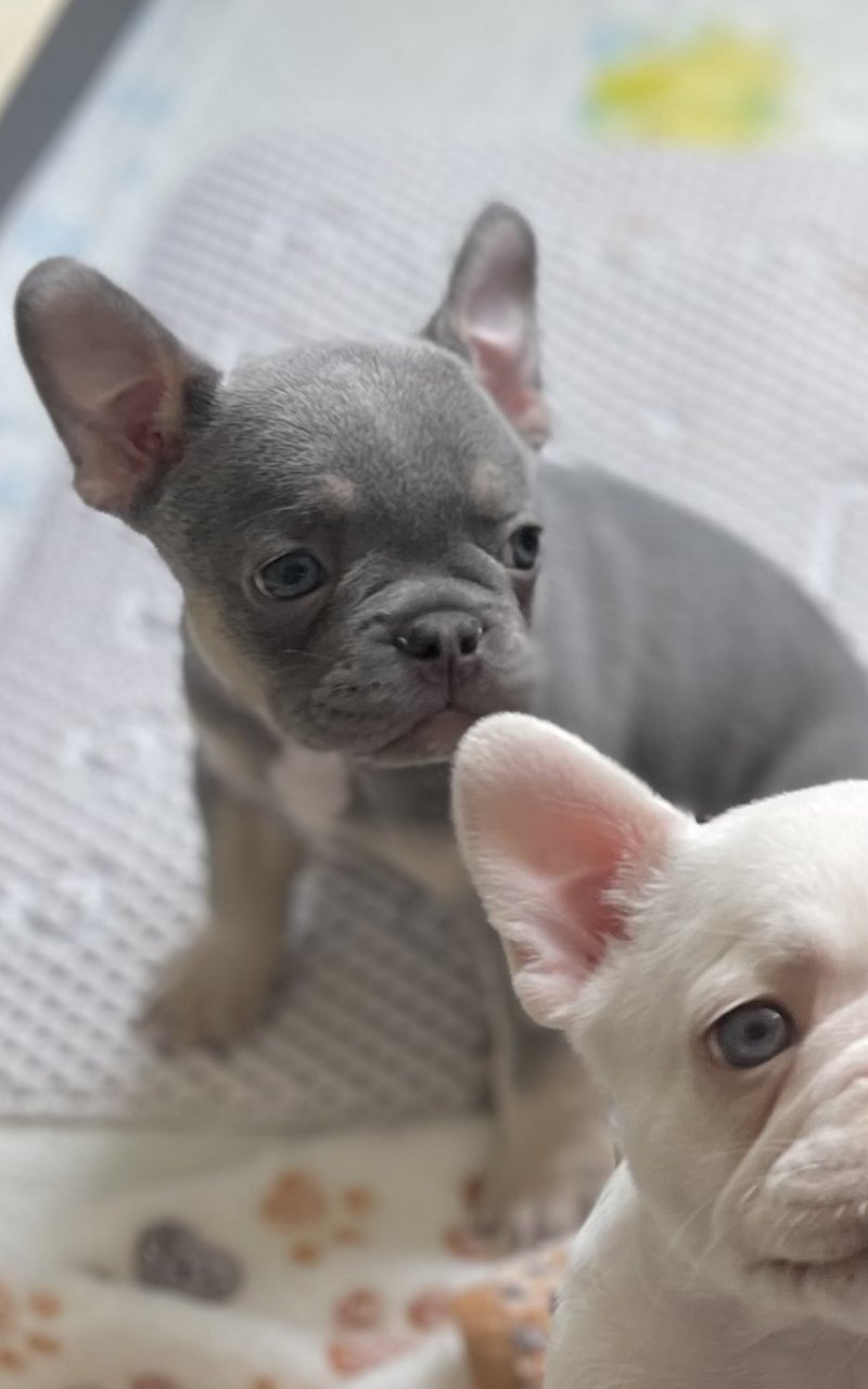 French Bulldog Puppies In The UK