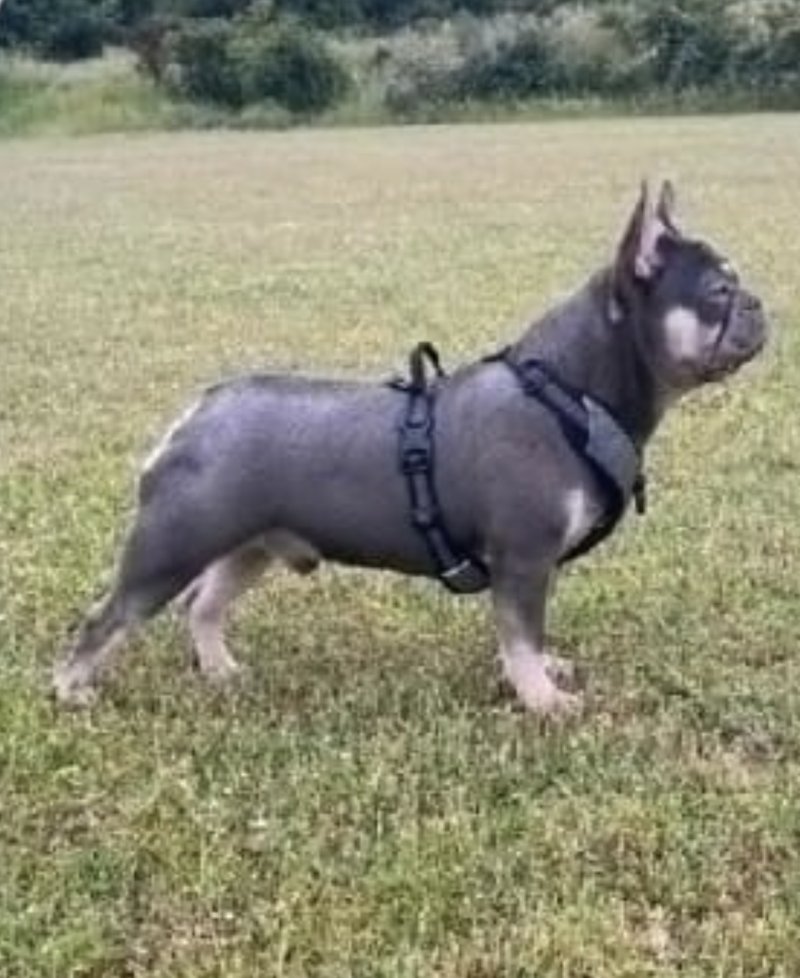 microchipped french bulldog puppies