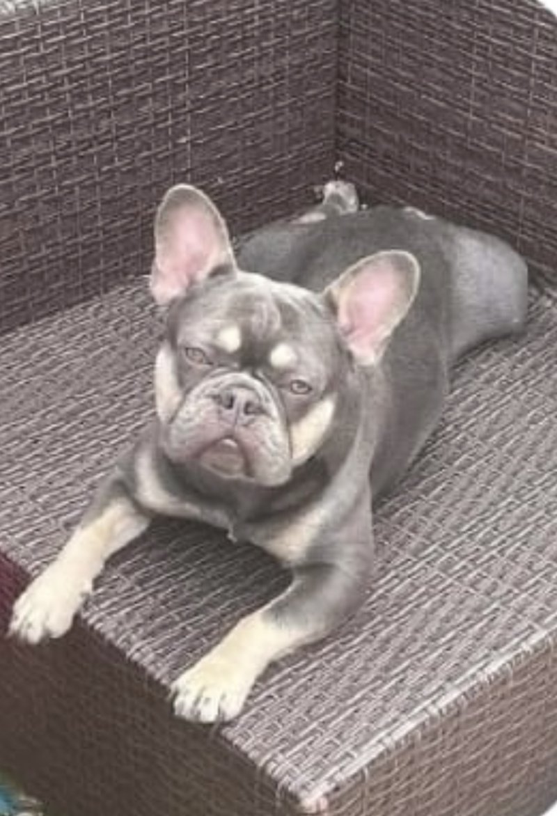 microchipped french bulldog puppies