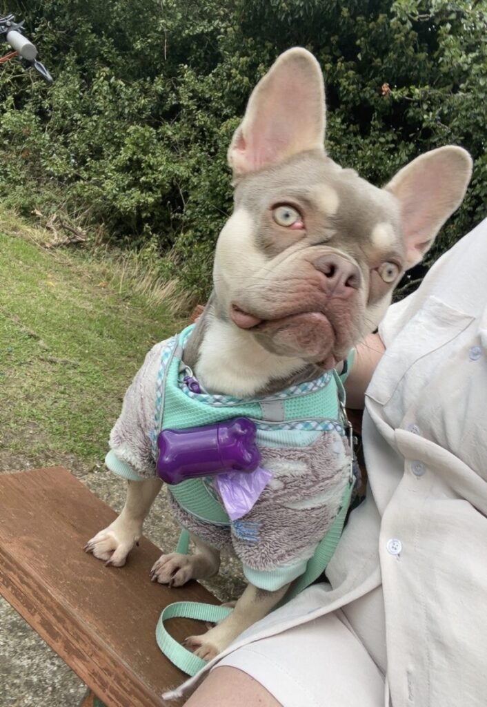 French Bulldog Puppies In The UK