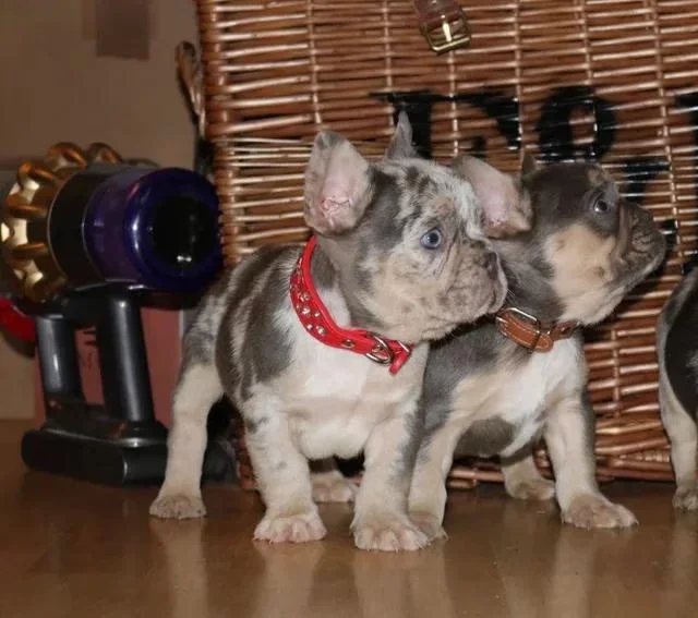 Frenchie mum and pups