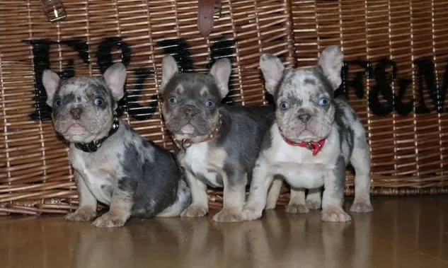 lilac french bulldogs
