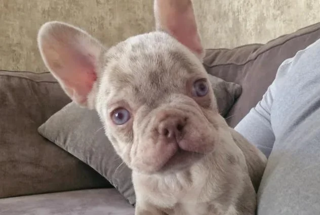 lilac frenchie for sale uk